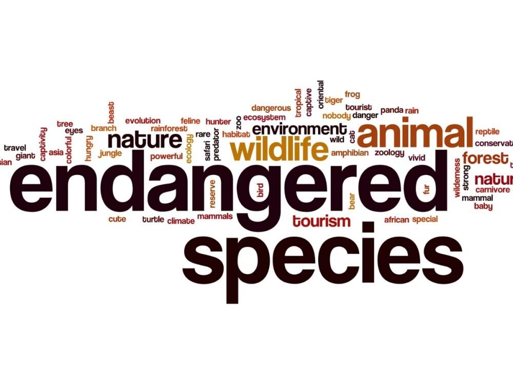 Endangered species 