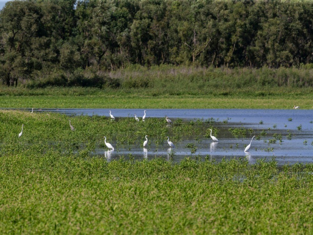 Where to find birds